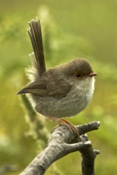 BabyWren1