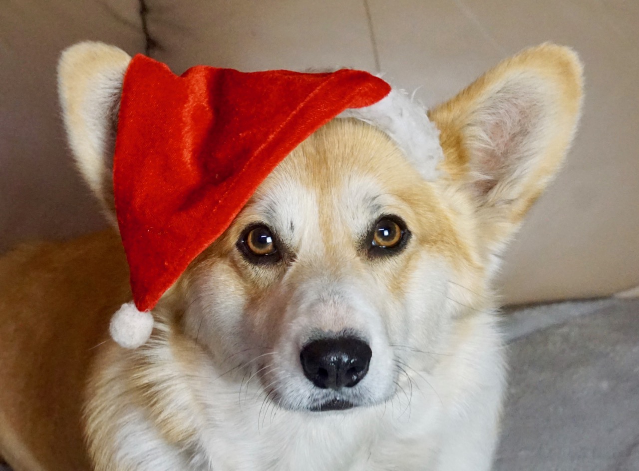 ChristmasCorgis5