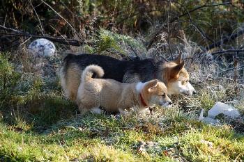 RosaWithWillow1