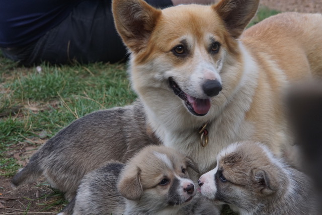 haru with pups