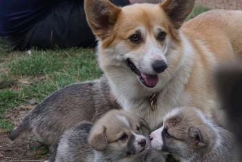 haru with pups
