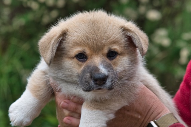 Duke6wks1