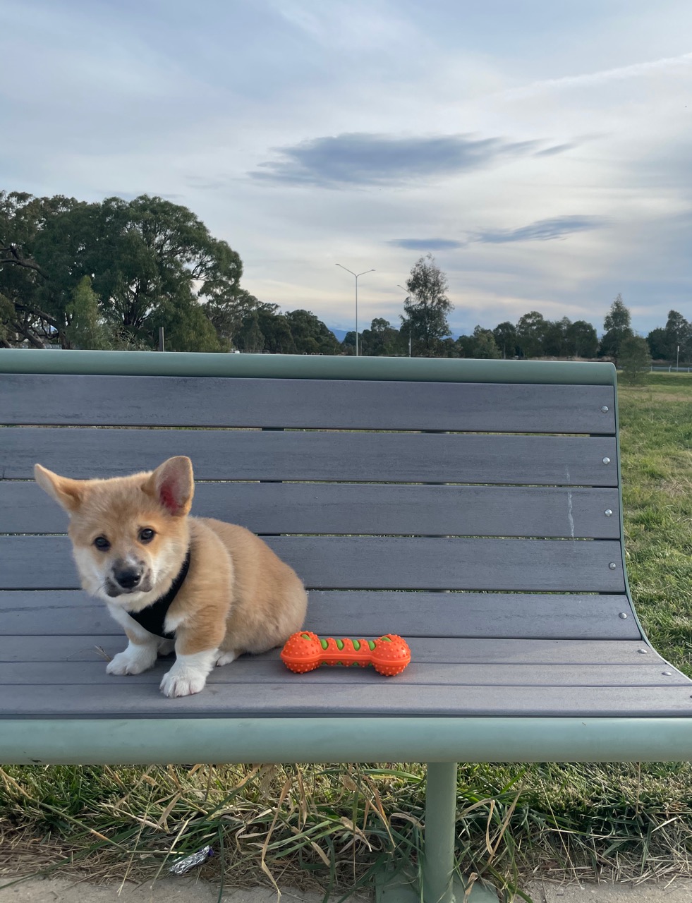DukeOnParkBench