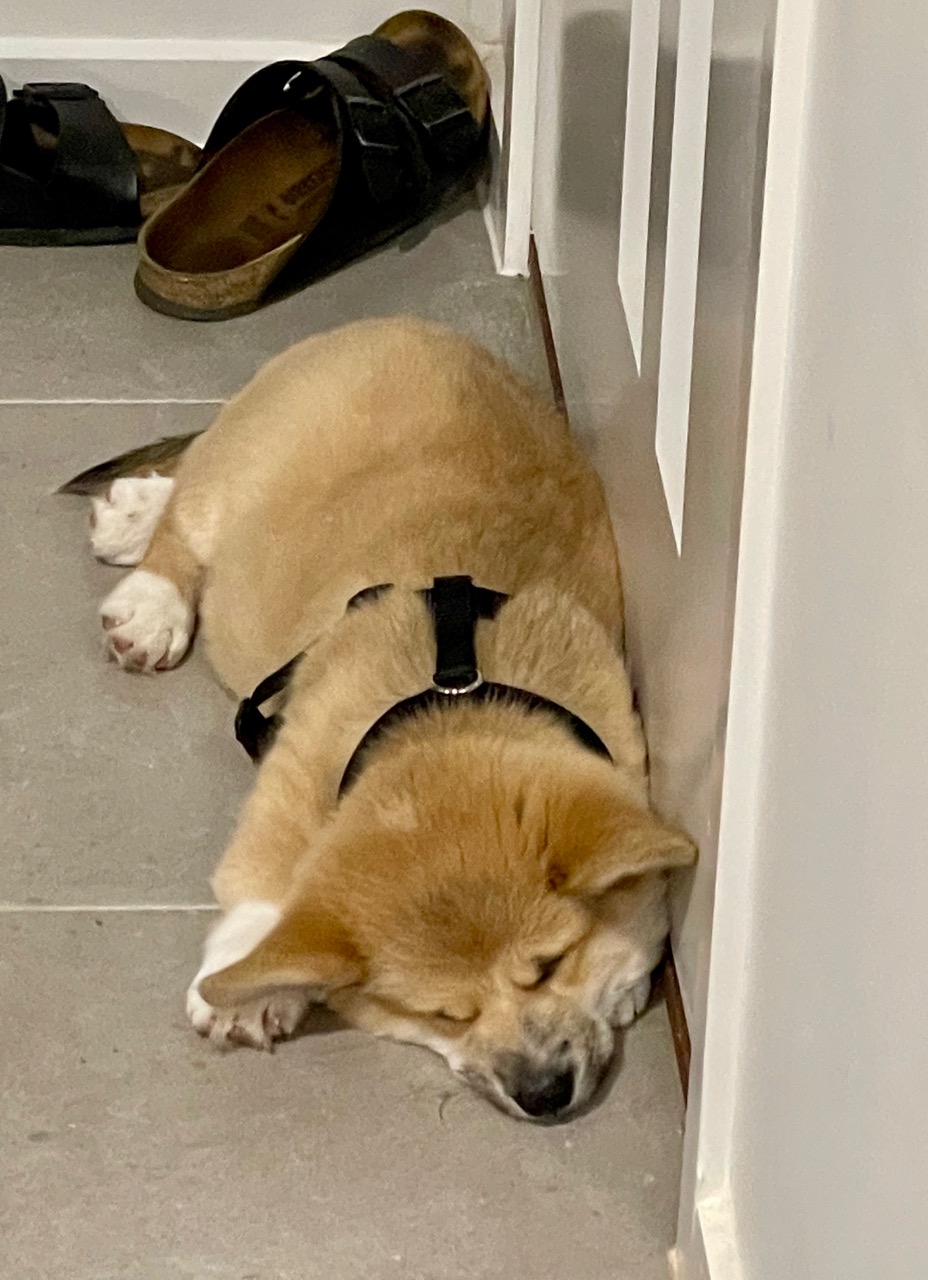 DukeSleepingPup