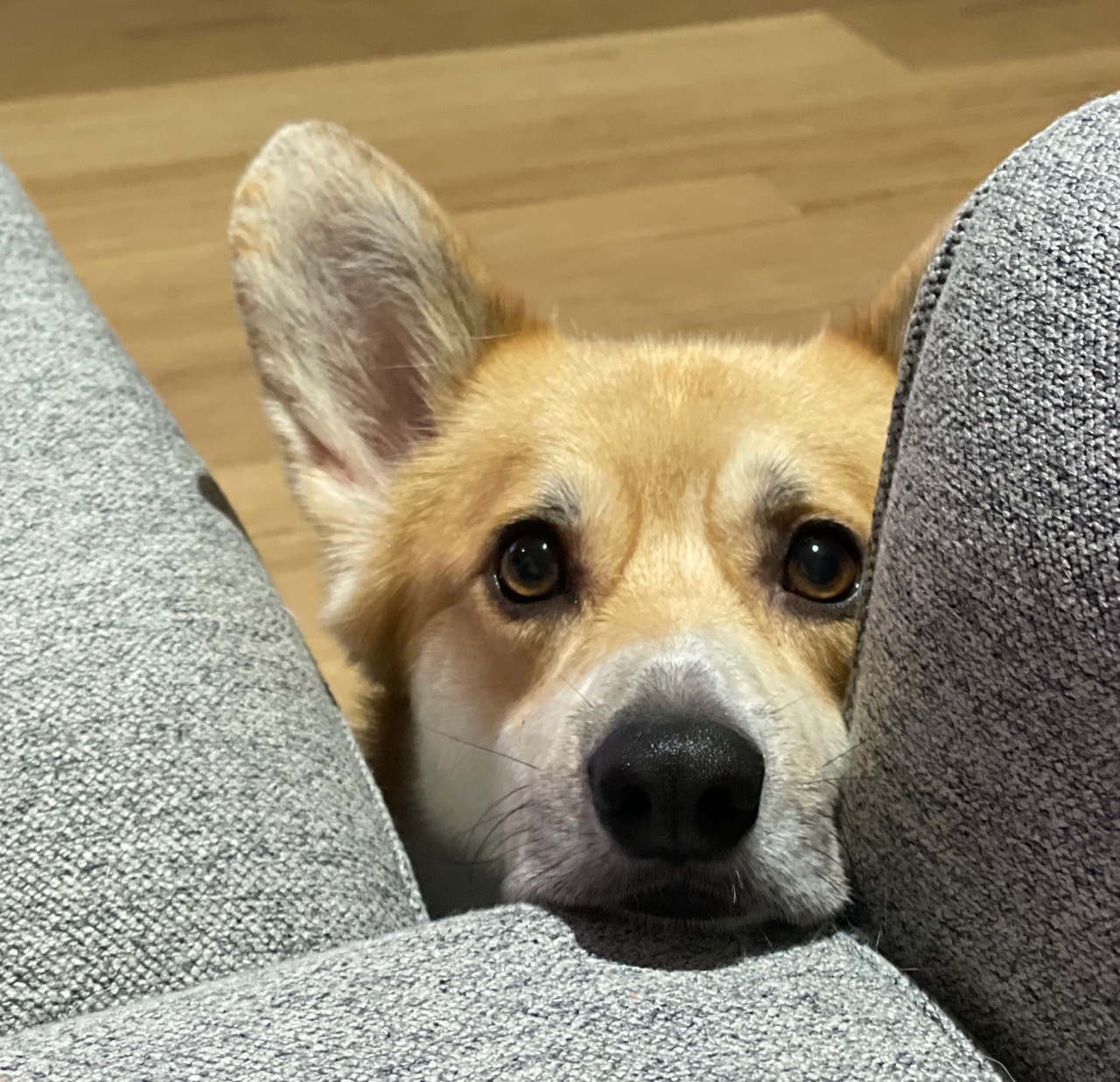 DukeStare