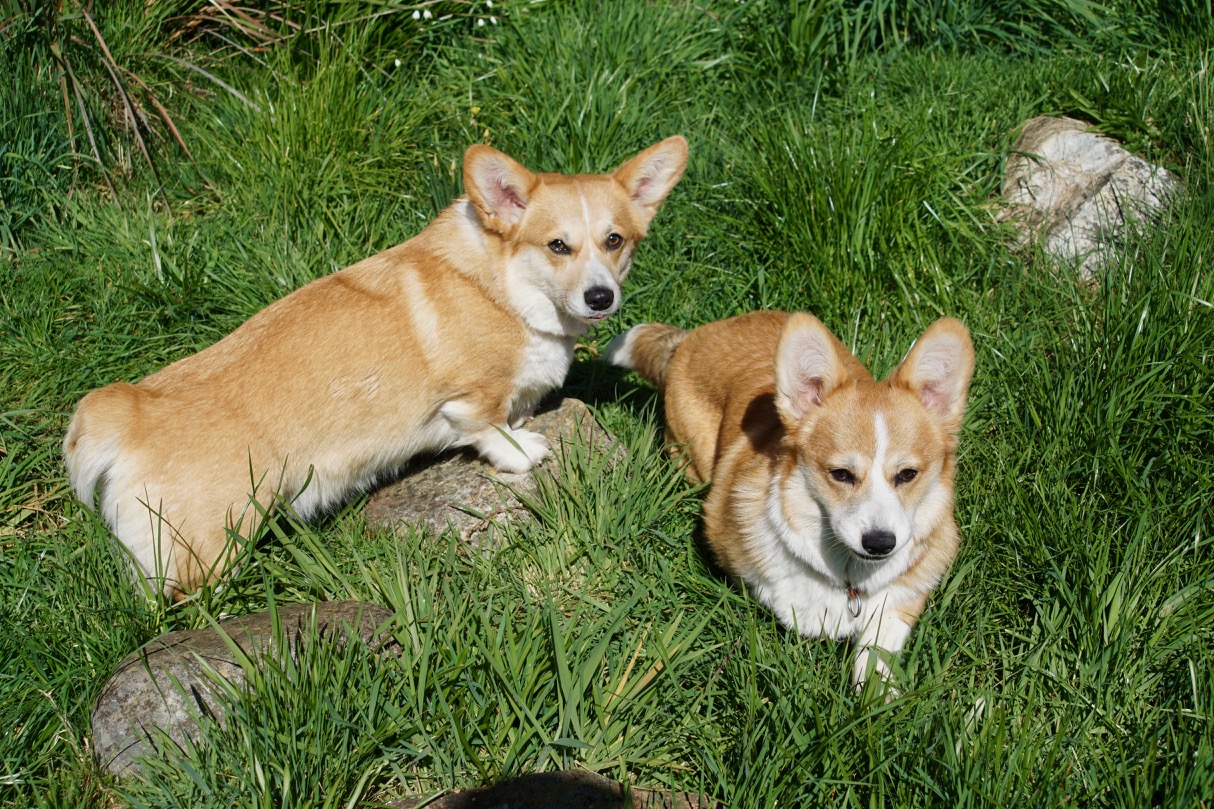 MapleAndSeven2