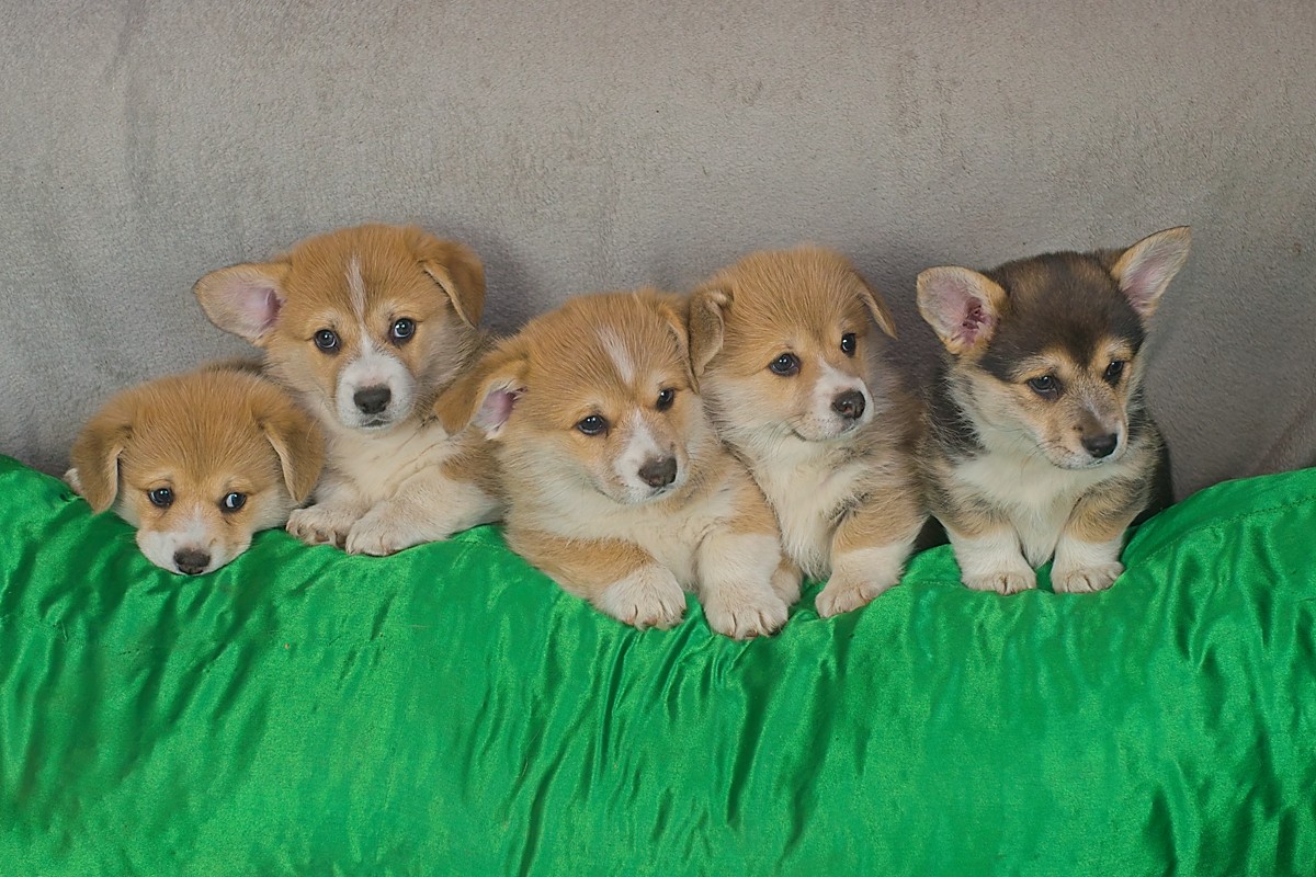MaplesLitter