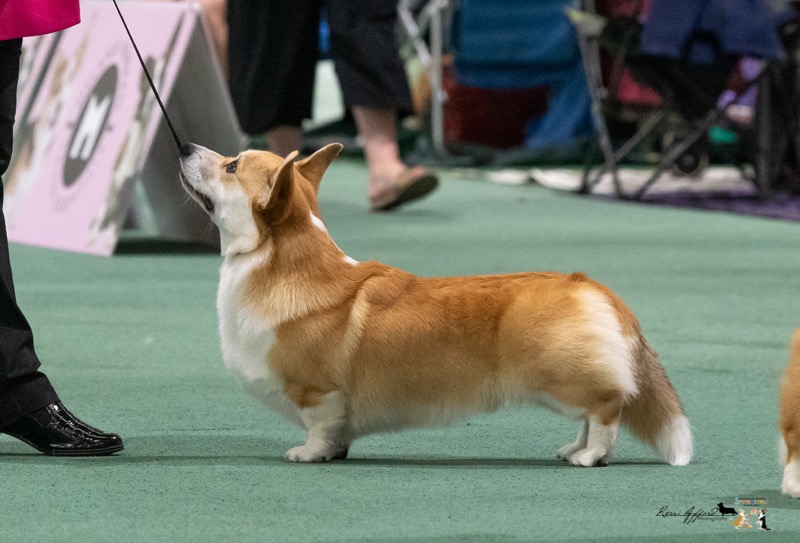MilkenunnyBasilBrushCorgiNationals2022A