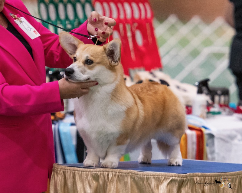 MilkenunnyBasilBrushCorgiNationals2022B