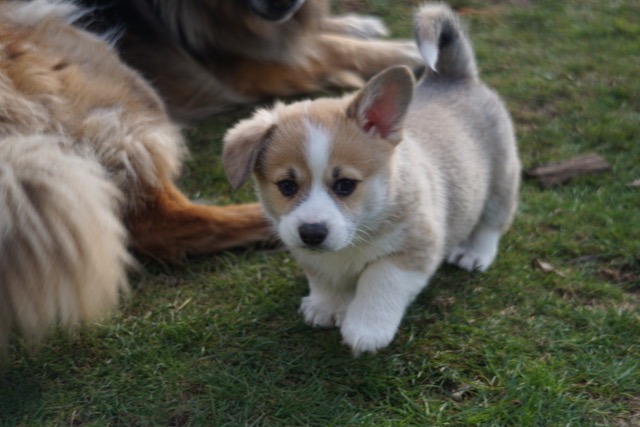 Otto2