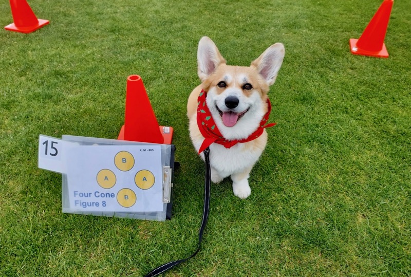 PoppyatRally