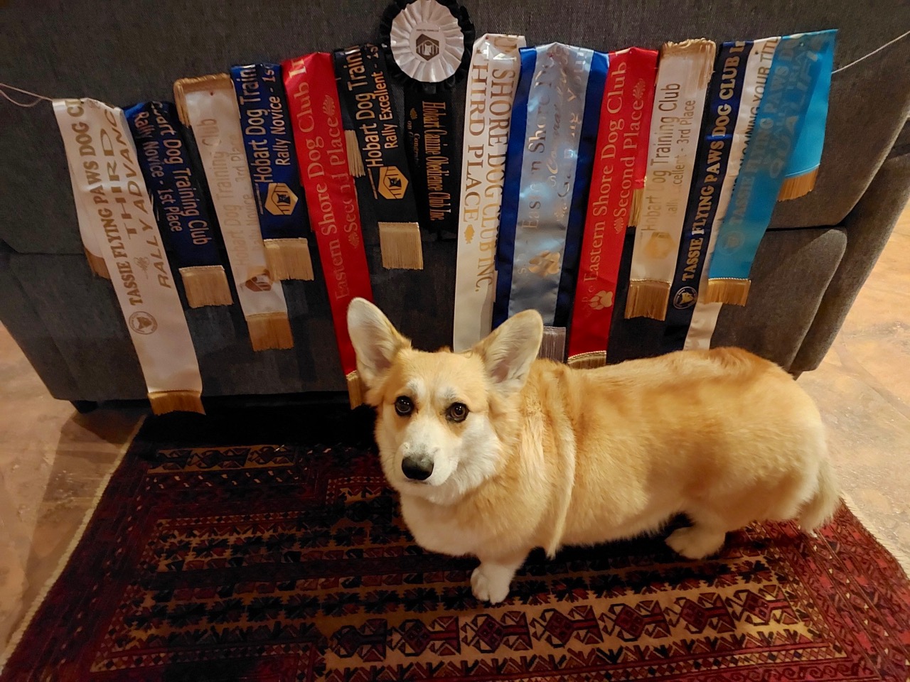 Poppyribbons