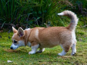 Rosa4mths2