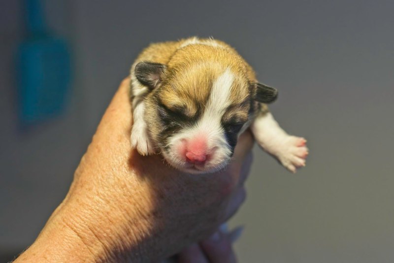 Seven3daysold