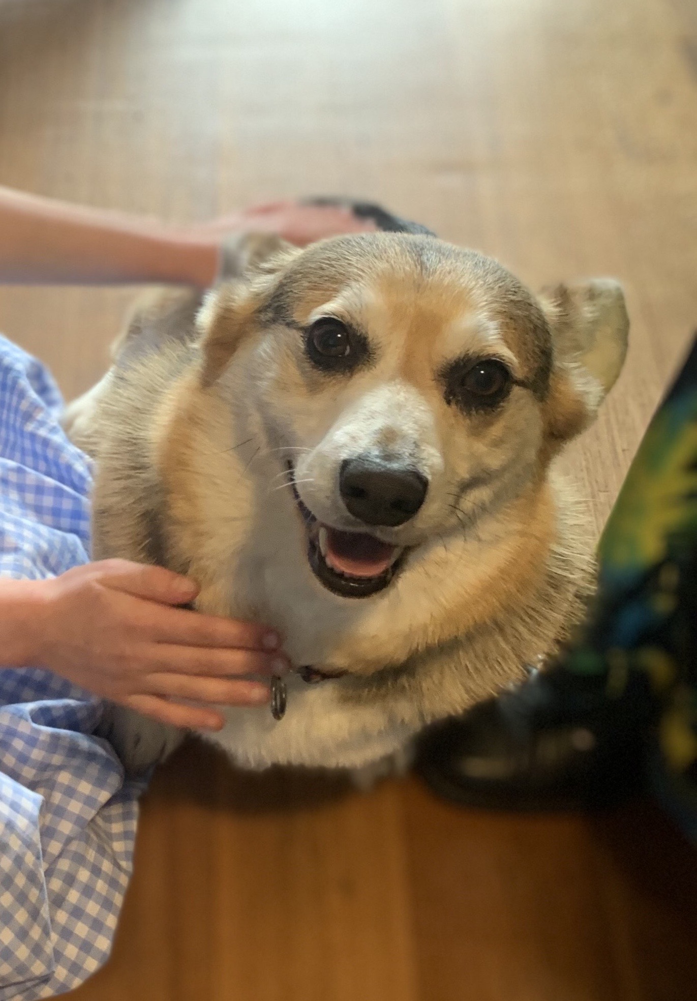 WillowAfterRehoming1