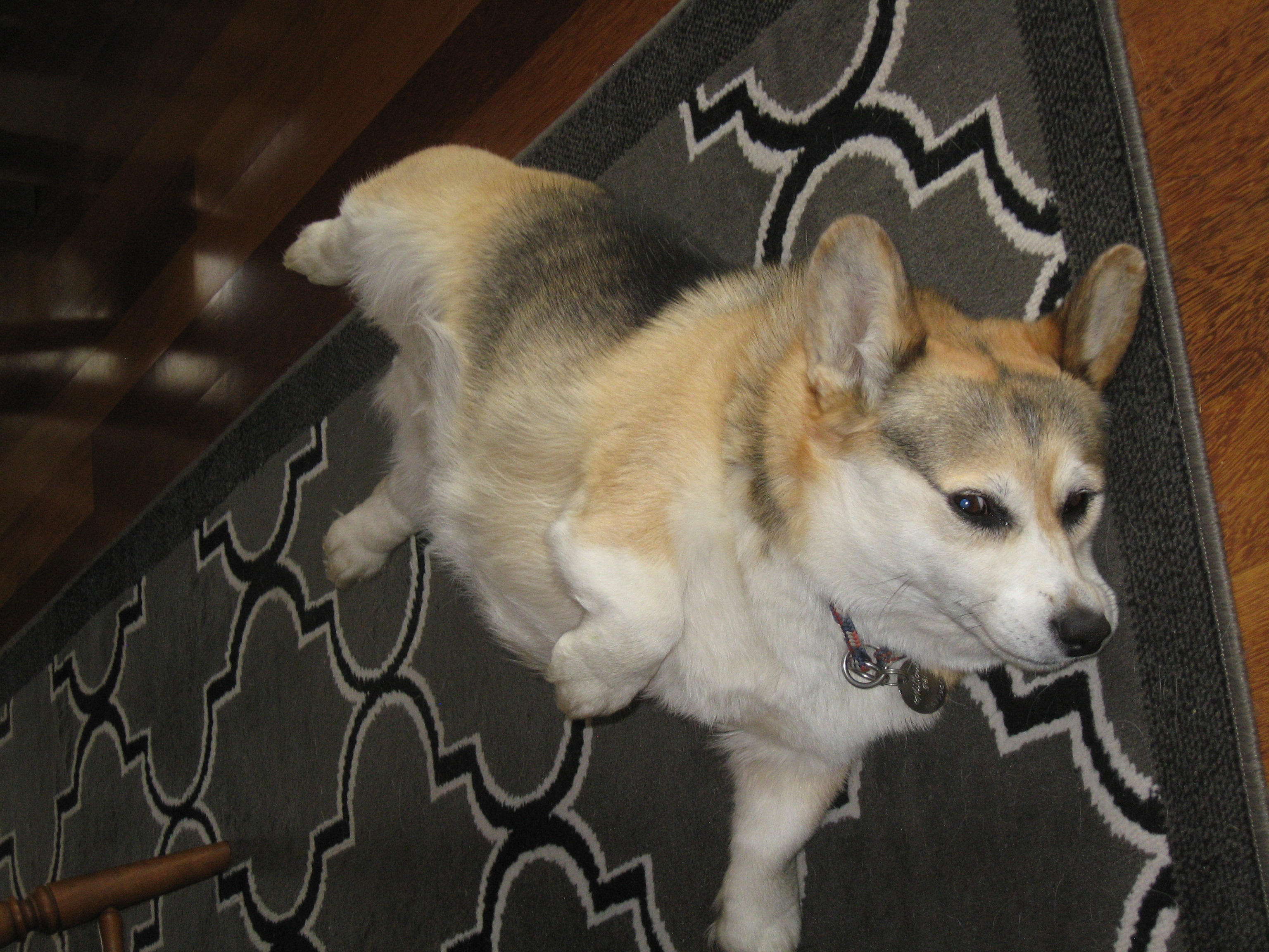 WillowAfterRehoming4