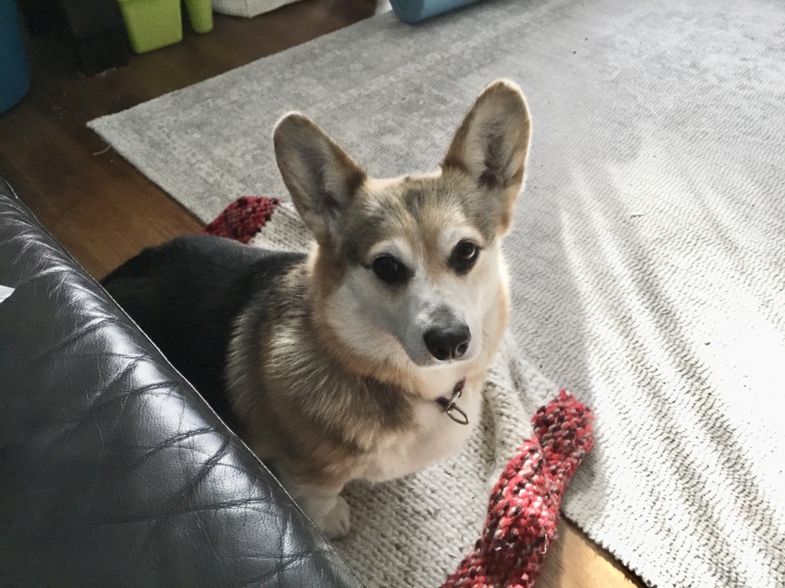 WillowAfterRehoming8