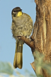 YellowThroatedHoneyeater